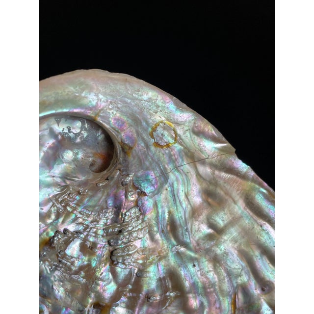 Unpolished South African Midae Abalone Shells - Set of 8 For Sale - Image 12 of 12