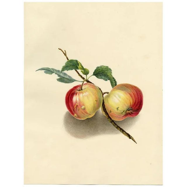 An original c.1832 watercolour painting, Louisa Hare, A Pair of English Apples.An outstanding large botanical painting,...