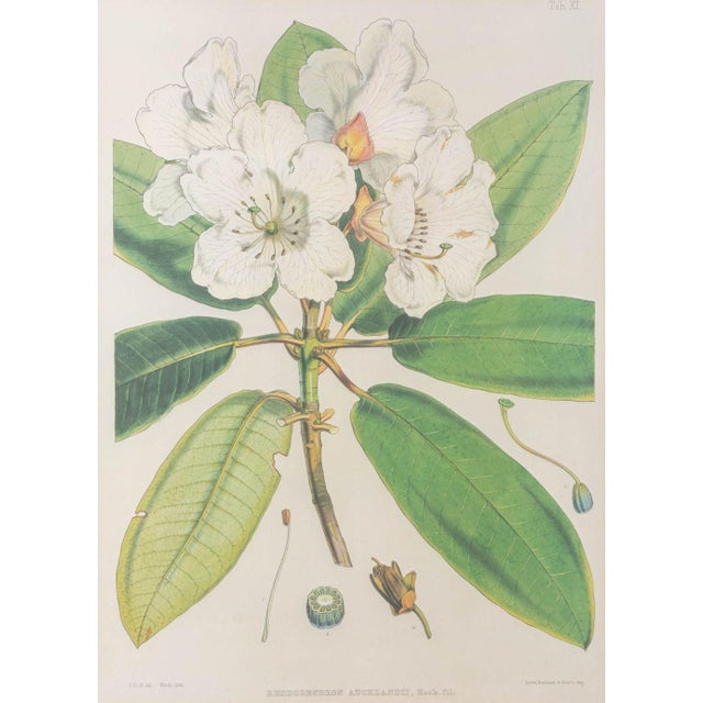 Walter Hood Fitch Botanical Offset Lithographs, 2 For Sale - Image 11 of 16
