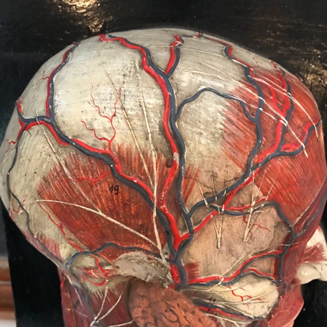 Early 20th Century Anatomical Plaque by New York Scientific Supply Co. For Sale - Image 4 of 7