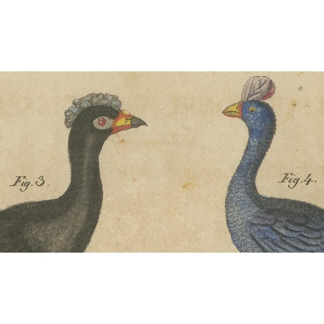 Paper Bertuch, Crested Birds, 1800, Engraving For Sale - Image 7 of 9