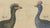 Paper Bertuch, Crested Birds, 1800, Engraving For Sale - Image 7 of 9