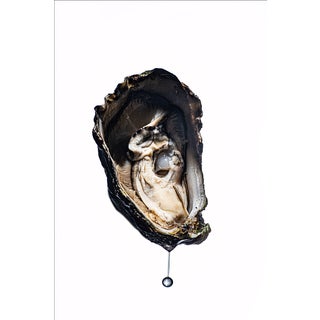 Oyster by Sivan Roshianu — Limited Edition Metal Print, Edition of 10 For Sale