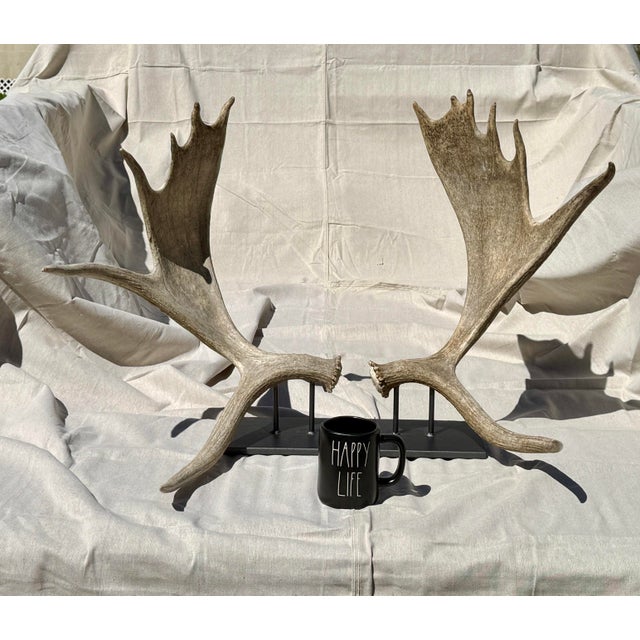 These are naturally shed rustic moose antlers from Wyoming mounted on a simple weighted steel base. Approx. 25 lbs...