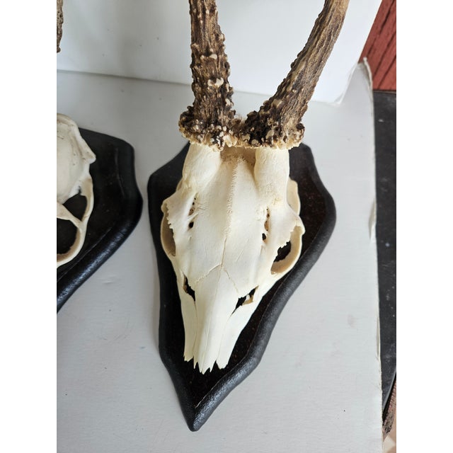 Rustic Vintage European Mounted Roebuck Deer Antlers - Set of 7 For Sale - Image 3 of 5
