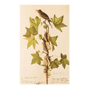 1966 Vintage Farmhouse Cottage Style Print "Traill's Flycatcher" After John James Audubon