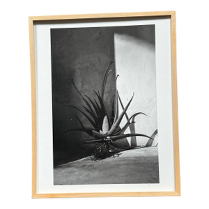 Framed Black and White Photograph of an Agave Plant