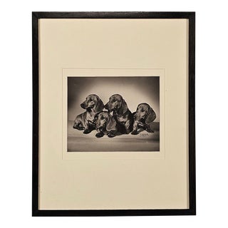Photograph of Dachshunds, u.s.a. Circa 1940 For Sale