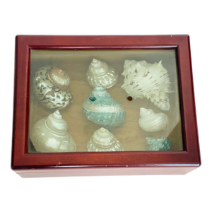 1970s Great Selection of Sea Shells Specimens in Mahogany Box