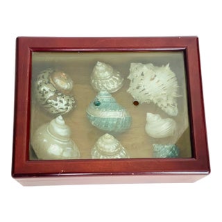 Large Sea Shells Specimens in Mahogany Box For Sale