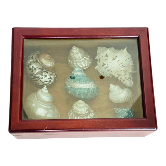 Large Sea Shells Specimens in Mahogany Box For Sale
