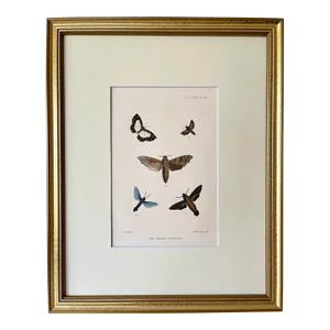 Antique Original Hand Colored Lithograph of Butterflies London 1876