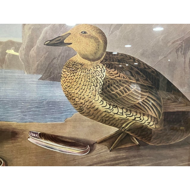 Coastal Mid 19th Century Second Edition John James Audubon Print King Duck, Plate CCLXXVI For Sale - Image 3 of 12