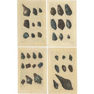 Various Sea Shells and Molluscs, 1726, Paper, Set of 4 For Sale