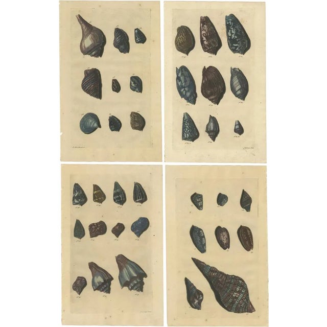 Various Sea Shells and Molluscs, 1726, Paper, Set of 4 For Sale