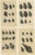 Various Sea Shells and Molluscs, 1726, Paper, Set of 4 For Sale