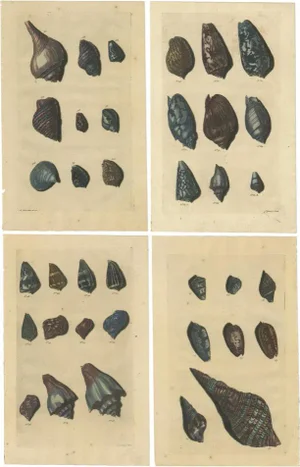 Various Sea Shells and Molluscs, 1726, Paper, Set of 4