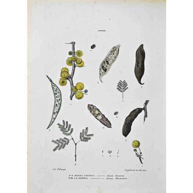 Vincenzo Tenore, The Mimosas, Lithograph, 1870s For Sale