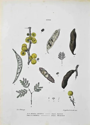 Vincenzo Tenore, The Mimosas, Lithograph, 1870s