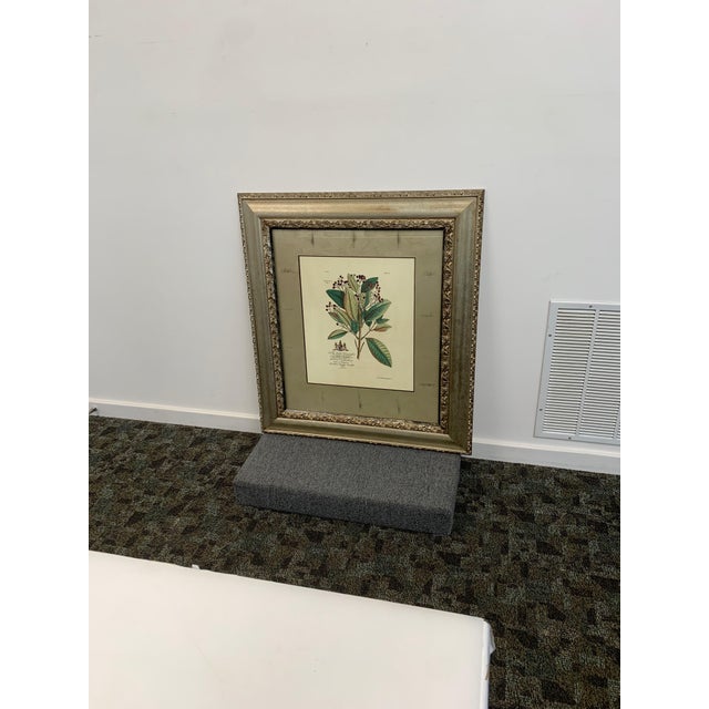 Pair of Framed Botanical Prints in Silver Frames For Sale In Minneapolis - Image 6 of 6