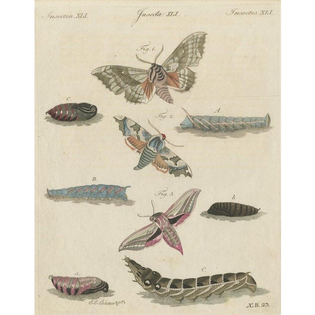Bertuch, Elephant Hawk Moth and Hawk Moth Caterpillars, 1805, Print For Sale - Image 12 of 12