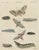 Bertuch, Elephant Hawk Moth and Hawk Moth Caterpillars, 1805, Print For Sale - Image 12 of 12