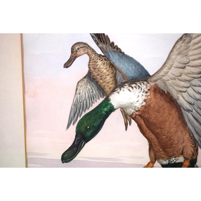Traditional Mid 20th Century "2 Ducks in Flight", Watercolour by Jean Herblet Ex- c.z. Guest Collection For Sale - Image 3 of 4