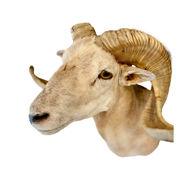 Texas Dall Sheep Taxidermy Shoulder Mount For Sale In Los Angeles - Image 6 of 6