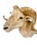 Texas Dall Sheep Taxidermy Shoulder Mount For Sale In Los Angeles - Image 6 of 6