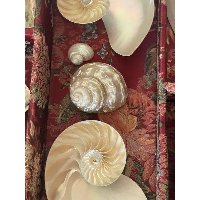 1970s 1970s Great Vintage Coastal Collection of Mother of Pearl Sea Shell in Tapestry Tray For Sale - Image 5 of 5