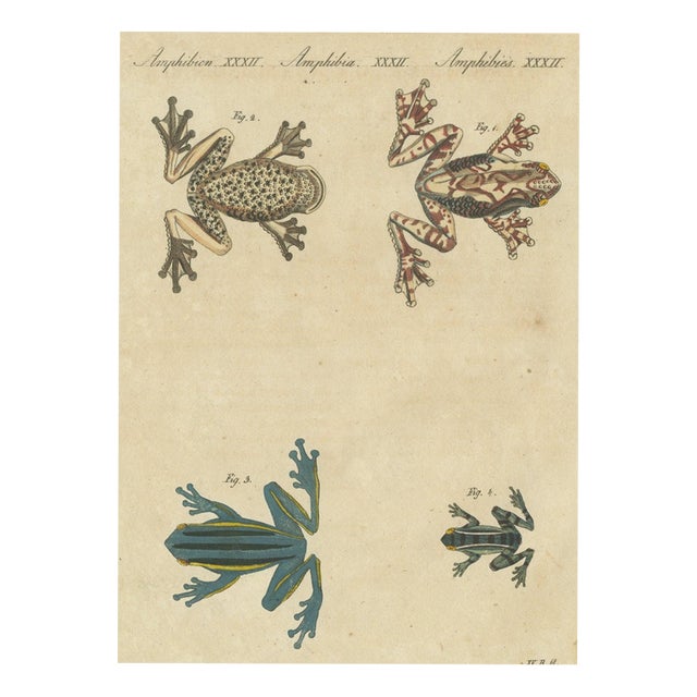 Bertuch, Four Colourful Tree Frogs, 1815, Print For Sale