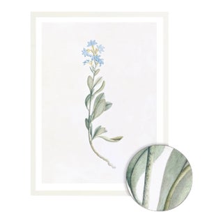 Celerie Kemble Curated Australian Botanical V (36x48) in White Frame For Sale