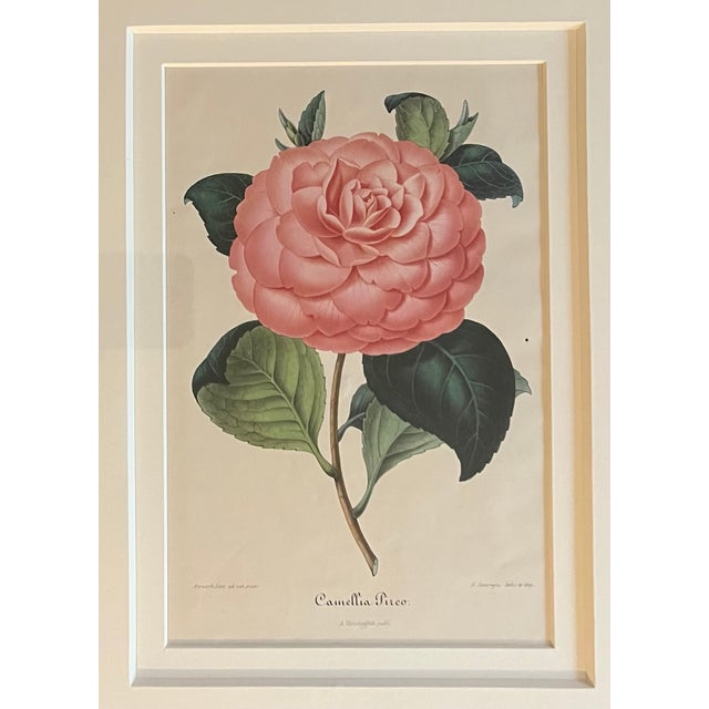 Antique Framed Botanical Prints of Camellia Flowers by Bernard Léon (Belgian, 19th Century) - A Pair For Sale - Image 11 of 12