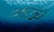 Bake-kujira by Robin Hextrum | Oil on canvas Depiction of a whale skeleton surrounded by marine life. For Sale