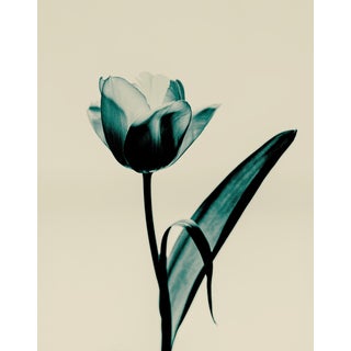 Guy Sargent, Tulipa Floral, Photograph For Sale