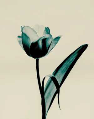 Guy Sargent, Tulipa Floral, Photograph