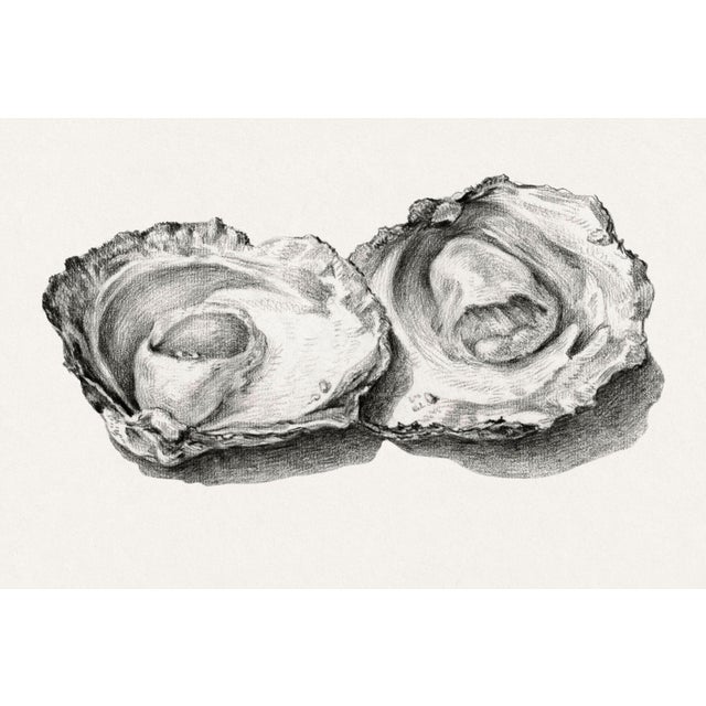 A refined study of two opened oysters reproduced from an 1824 natural history illustration by Jean Bernard. Rendered with...