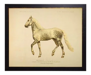 Wilbur the Horse Bookplate 18x14