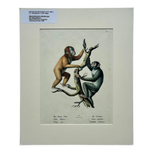 Orangutan and Chimpanzee Original Lithograph by Brodtmann, 1824