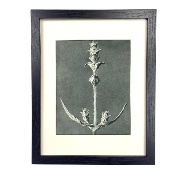 Framed Antique Botanical Blossfeldt Print - No. 99 For Sale