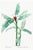 Scarlet Banana Illustration, Vintage Botanical Art Print Reproduction, 16" X 24" For Sale