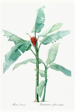 Scarlet Banana Illustration, Vintage Botanical Art Print Reproduction, 16" X 24"