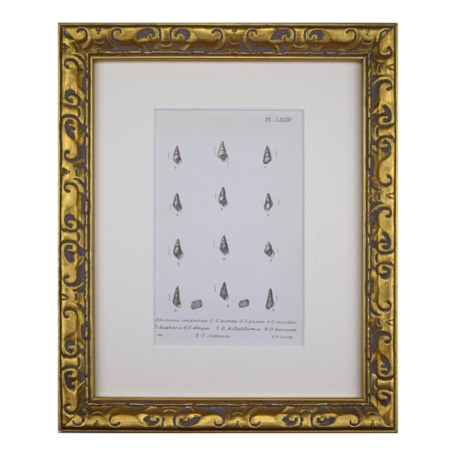 19th Century Antique Hand Colored English Shell Print by John Jeffreys 1869 For Sale