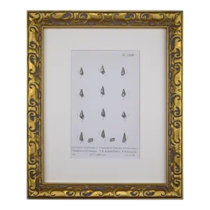 19th Century Antique Hand Colored English Shell Print by John Jeffreys 1869
