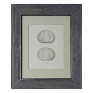 Nautical Sea Urchins Artwork II For Sale