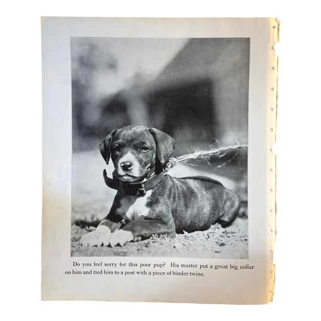 1933 Dog Book Illustration Puppy Print For Sale