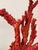 Large Coral Sculpture, China, Early 20th Century For Sale - Image 6 of 12