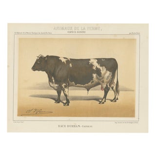 Olivier De Penne, Durham Shorthorn Bull, British Cattle, 1863, Chromolithograph For Sale