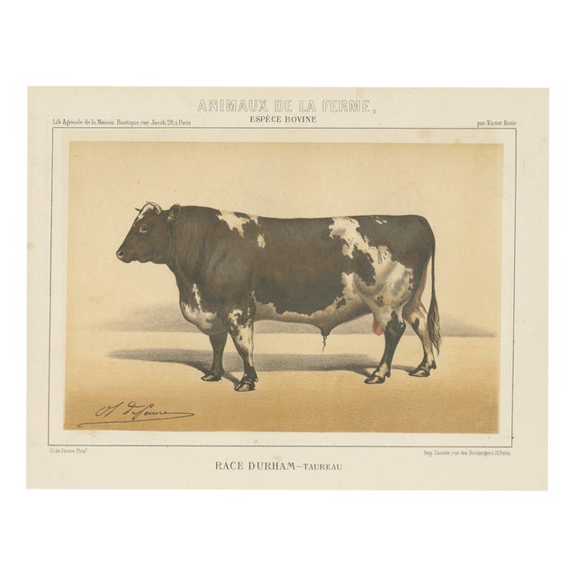Olivier De Penne, Durham Shorthorn Bull, British Cattle, 1863, Chromolithograph For Sale