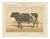 Olivier De Penne, Durham Shorthorn Bull, British Cattle, 1863, Chromolithograph For Sale